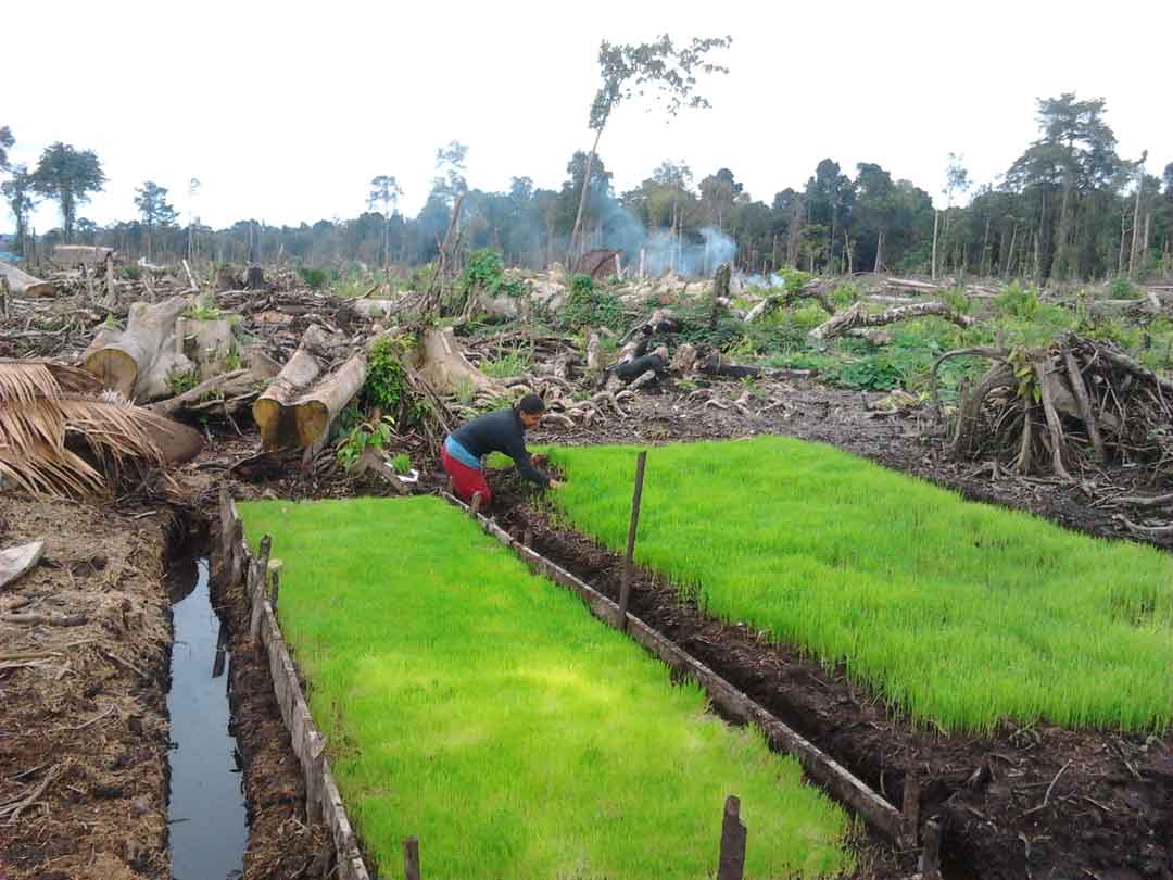 rice mentawai