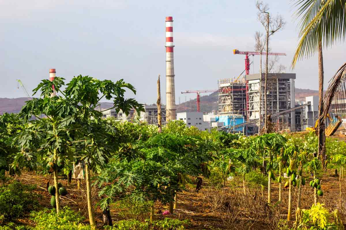 Papaya farm with industrial plant in background
